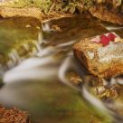 Stream of My Dreams