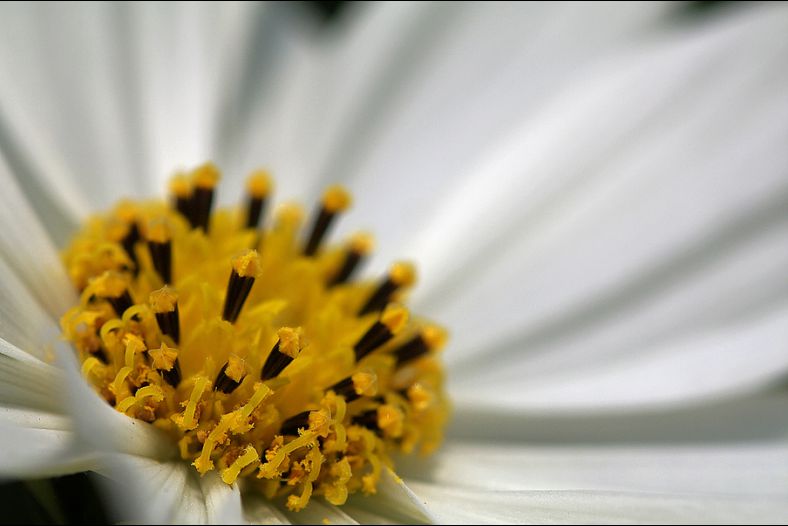 Yellow core