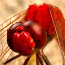 Dragonfly in red