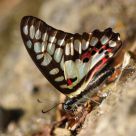Graphium doson postianum