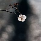 Long Shadow