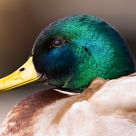 Mallard