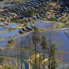 Paddy Terrace