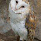 The Barn Owl