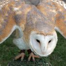 The Barn Owl