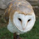 The Barn Owl