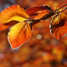 Leaves