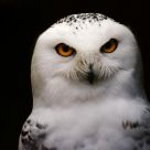 Snowy Owl