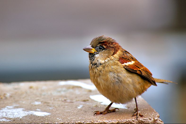 Pardal ( Passer domesticus )