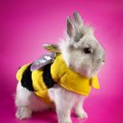 Bee My Valentine