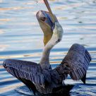 The Catch of the Day