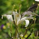 Hummingbird Drinking