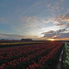 Sunrise over the tulip fields