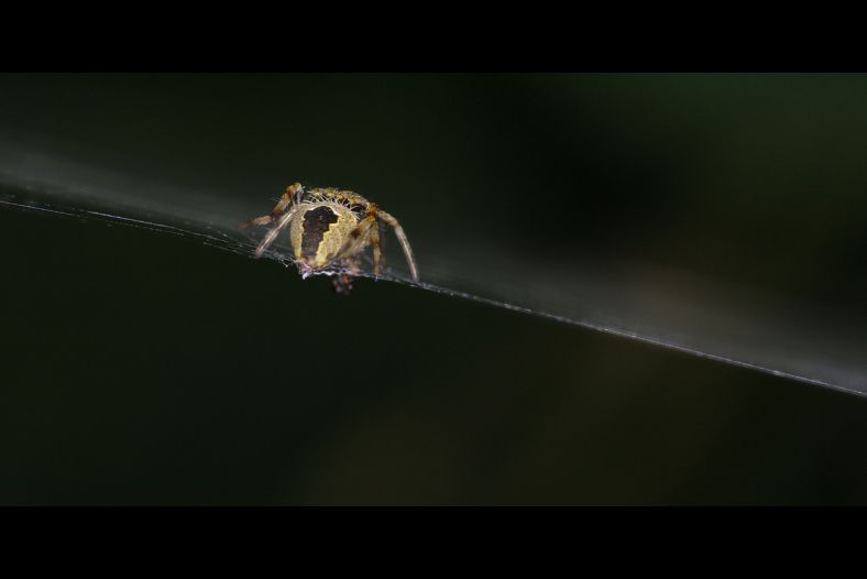 On the net