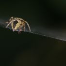 On the net
