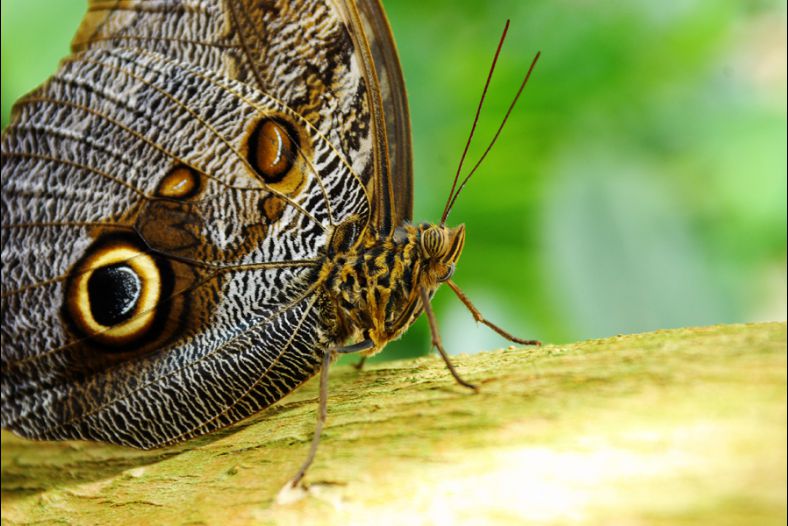 Butterfly