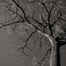 Fractals