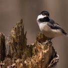 Chickadee