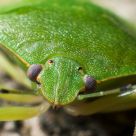 Green Stink Bug
