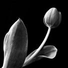 Tulip in BW