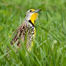 Eastern Meadowlark