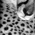 Sleeping cheetah