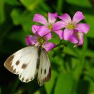 Indian Cabbage White