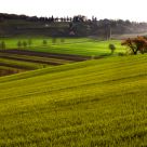 The green Mossano (Vicenza, Italy)