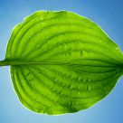 Large Hosta Leaf