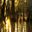 Big Thicket