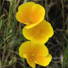Three Poppies Together