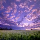 Summer Prairie Morning