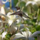Hummingbird Among the Flowers