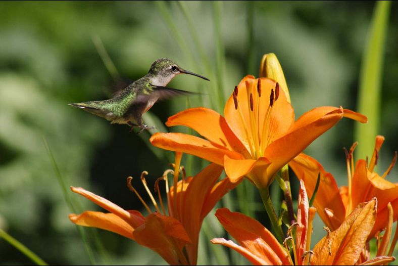 In for a Landing