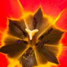 Inside a Tulip