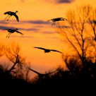Sandhill Cranes