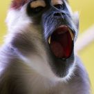 Angry Monkey
