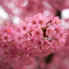 Pink Power