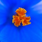 Spring Crocus