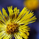 Tussilago farfara