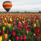 One Balloon, a million Tulips