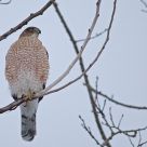 Rare winter visitor: Cooper's Hawk