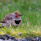 Flicker