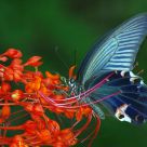 Spangle