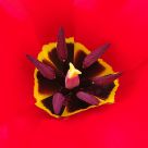 Spring Flower