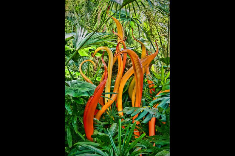 Fire in the Jungle