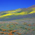 Fields Of Color