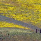Hillside With Color And Fence