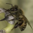 Honey Bee Visiting