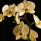 Orchid